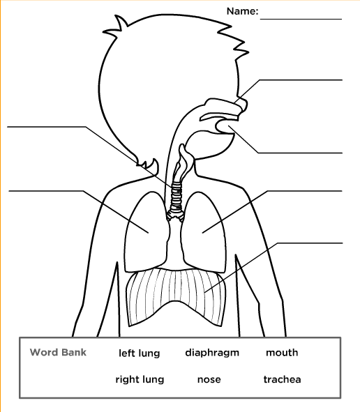 Respiratory System Diagram Worksheet